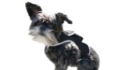 Apps Controlled GSM GPS Pet Tracking System Waterproof Cat Dog Locator Size:M