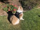 Apps Controlled GSM GPS Pet Tracking System Waterproof Cat Dog Locator Size:M