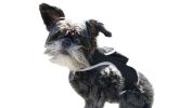 Rechargeable Pocket GPS GSM Tracking Collars for Hunting Dogs Realtime Size:XXL