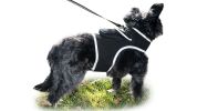 Adjustable Collar Mount Waterproof GPS Tracker for Pets GSM Dog Finder Size:L